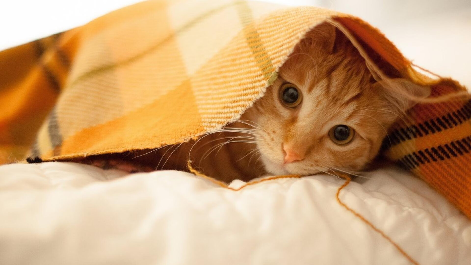 拉梅洛数据全面爆炸，76人强行终结新疆队—一场跨越时空的篮球对决